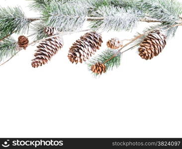 Christmas tree branch