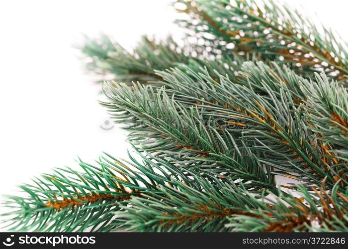 Christmas tree branch isolated on white background.