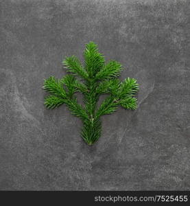 Christmas tree branch on dark background. Minimal flat lay