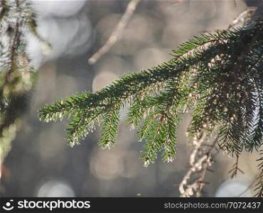 Christmas tree branches in the forest. winter