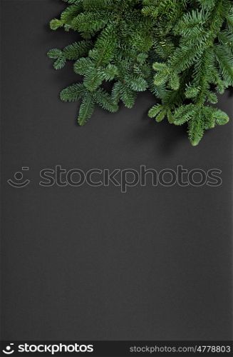 Christmas tree branches on dark background. Winter holidays