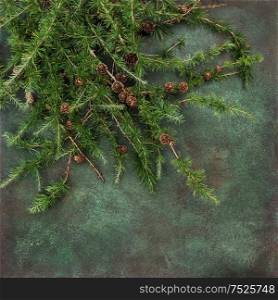 Christmas tree branches on dark concrete texture. Holidays background