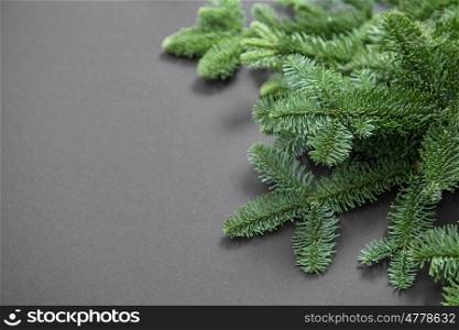 Christmas tree branches on dark paper texture. Minimal winter background