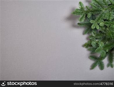 Christmas tree branches on gray background. Minimal winter backdrop
