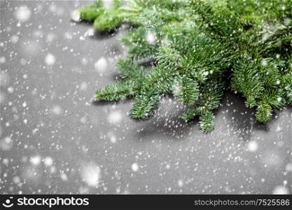 Christmas tree branches on gray background. Winter background with falling snow effect
