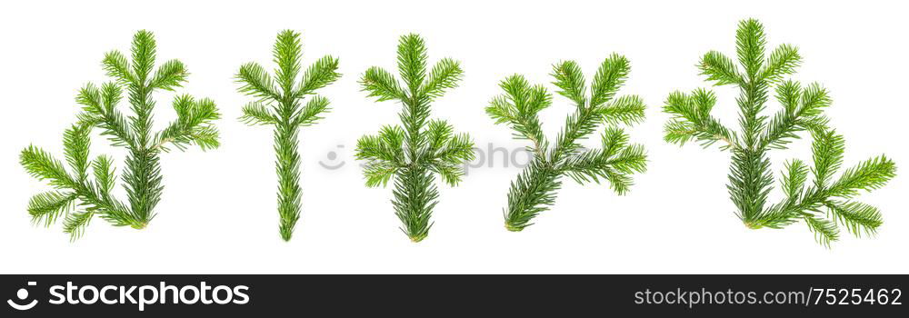 Christmas tree branches. Spruce twigs isolated on white background