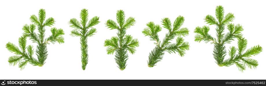 Christmas tree branches. Spruce twigs isolated on white background