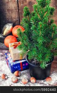 Christmas tree in pot . Christmas tree in a pot on background of oranges and boxes of gifts.