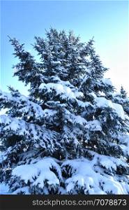 Christmas tree in winter white and fluffy snow