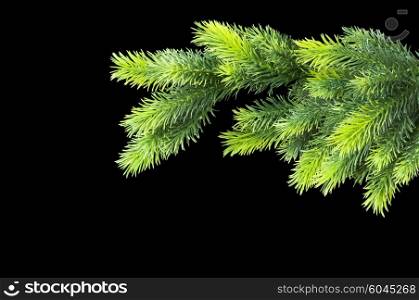 Christmas tree isolated on the black background