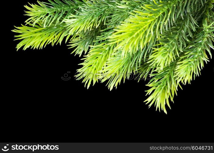 Christmas tree isolated on the black background