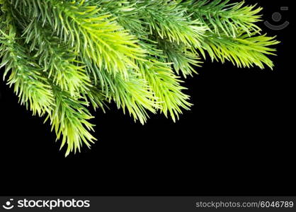 Christmas tree isolated on the black background