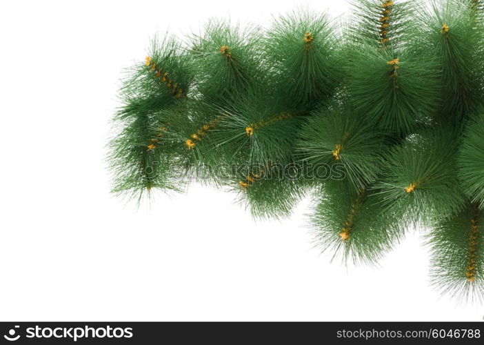 Christmas tree isolated on the white background