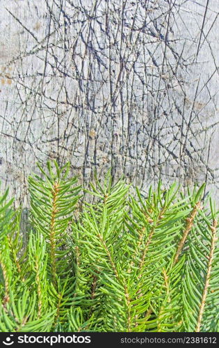  Christmas tree on old wooden board. View with copy space. Christmas tree on wood