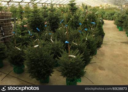 Christmas tree sale. Different sizes and species, Text on tags: Name of tree in Latin, price in euro.