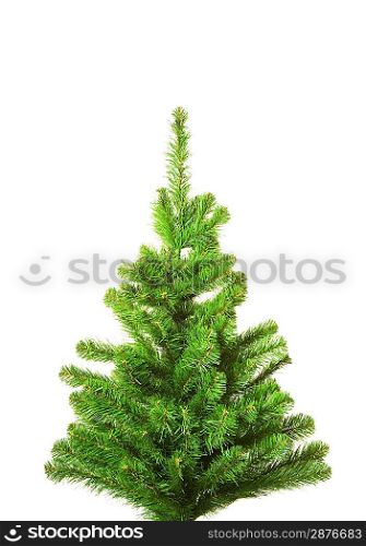 Christmas tree without decoration. Isolated on white background