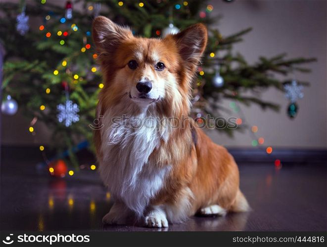 christmas. very beautiful corgi fluffy dog on the background of the Christmas tree