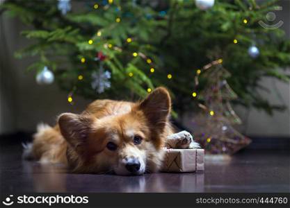 christmas. very beautiful corgi fluffy dog with gift on the background of the Christmas tree