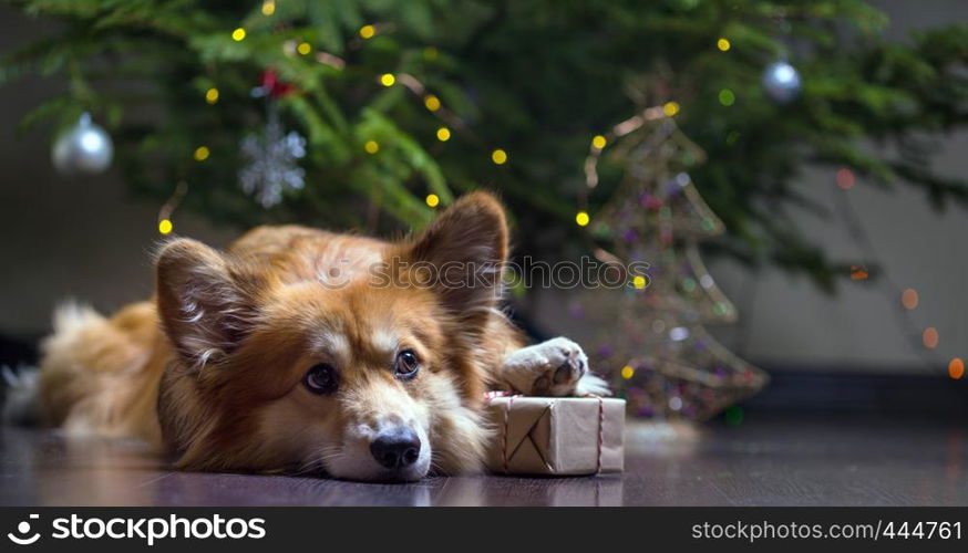 christmas. very beautiful corgi fluffy dog with gift on the background of the Christmas tree