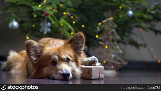 christmas. very beautiful corgi fluffy dog with gift on the background of the Christmas tree