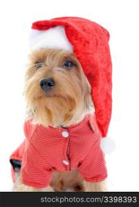 Christmas yorkie in christmas hat. Isolated on white background