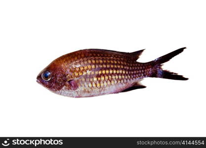 Chromis chromis Damselfish rock fish isolated on white