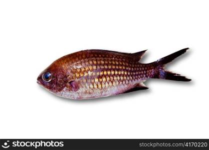 Chromis chromis Damselfish rock fish isolated on white