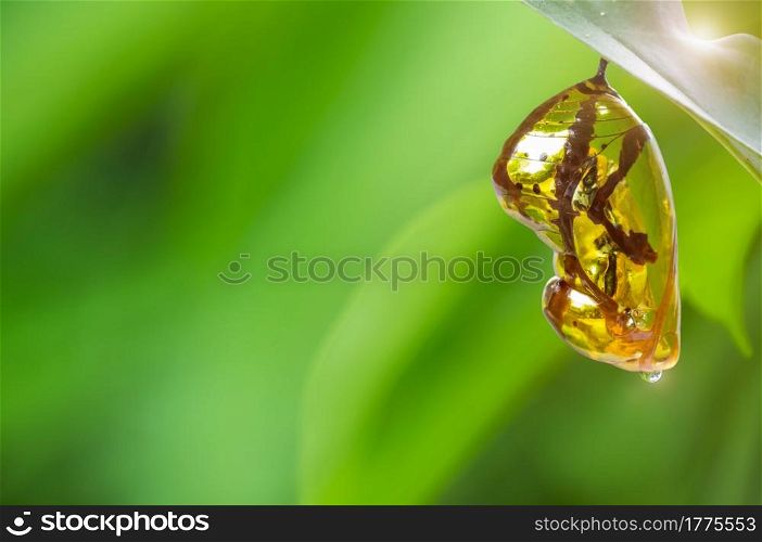 Chrysalis Butterfly shiny golden hanging on a leaf with nature background.. Chrysalis Butterfly