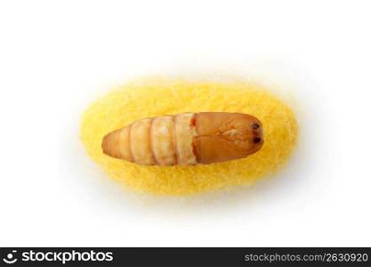 chrysalis silkworm up over silk worm cocoon