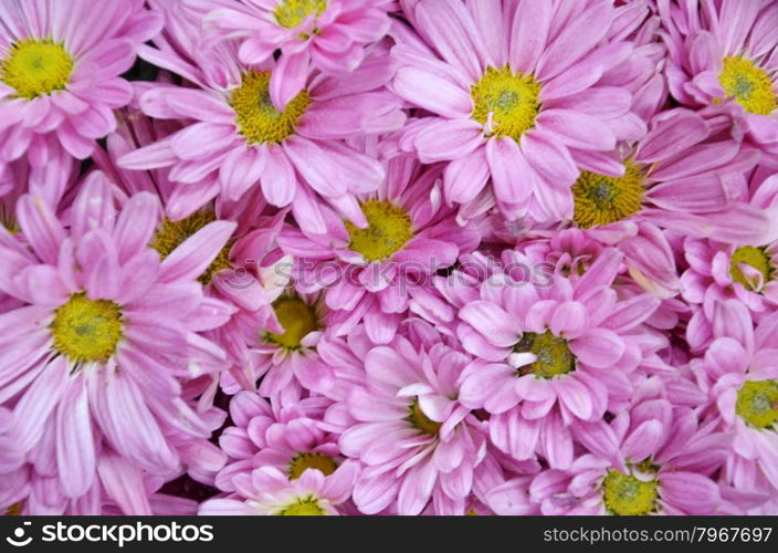 Chrysanthemum flower in the Gardens by the Bay, Singapore