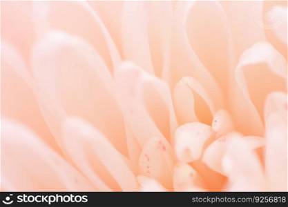 Chrysanthemum flower macro shot. Color flower background