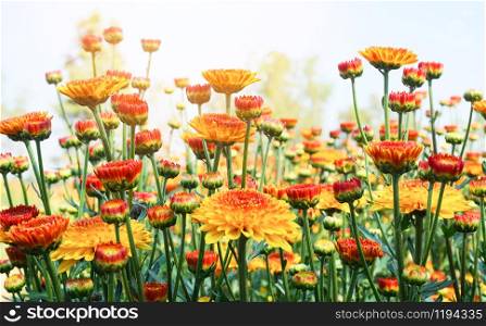 Chrysanthemum flower with leaf on green natural summer background / Yellow flower bloom on field plant