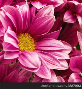 Chrysanthemum flowers, abstract floral backgrounds for your design