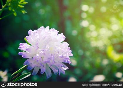 chrysanthemum in flower garden