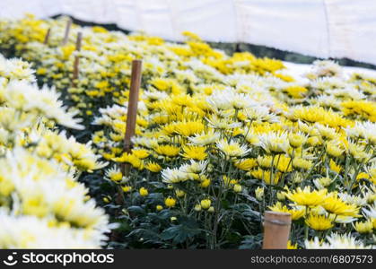 Chrysanthemum Morifolium flowers farm on Doi Inthanon mountain in Chiang Mai province of Thailand.