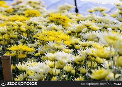 Chrysanthemum Morifolium flowers garden on Doi Inthanon mountain in Chiang Mai province of Thailand.