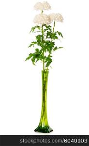 Chrysanthemum (mums) in green vase isolated on white