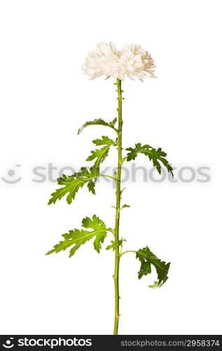 Chrysanthemum (mums) isolated on the white background