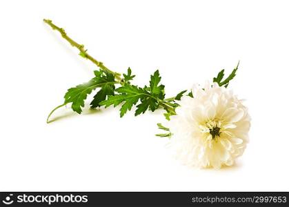 Chrysanthemum (mums) isolated on the white background
