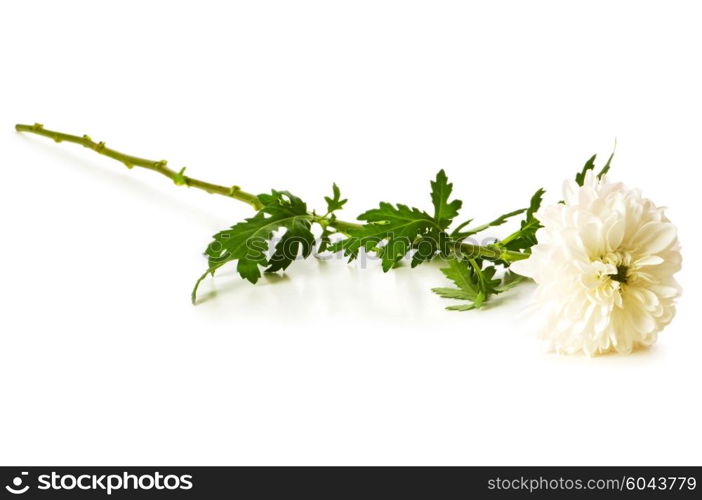 Chrysanthemum (mums) isolated on the white background