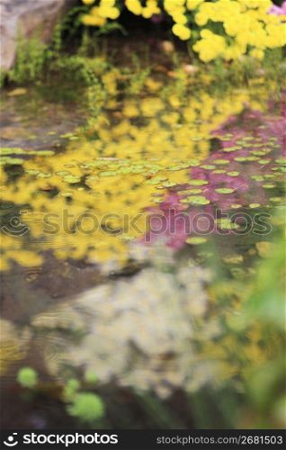 Chrysanthemum of water surface