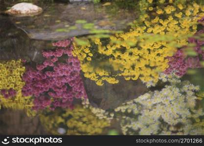Chrysanthemum of water surface