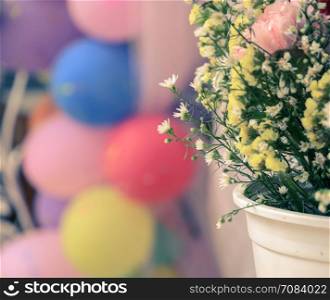 Chrysanthemum ornamental in white flowerpot with balloon background. Vintage style color effect.