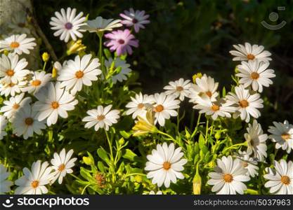 Chrysanthemum segetum, daisy, white flowers against blury green