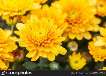 Chrysanthemums flower in botanical garden at sunny summer or spring day for postcard beauty decoration and agriculture design.