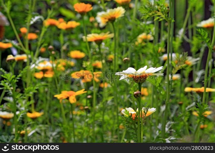chrysanthemums in garden, floral background