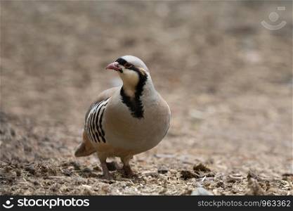 Chukar partridge, Alectoris chukar, Hemis National Park, Leh Ladakh, Jammu and Kashmir, India