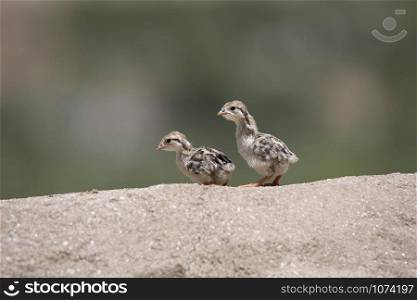Chukar partridge hatchlings, Alectoris chukar, Leh, Jammu and Kashmir, India