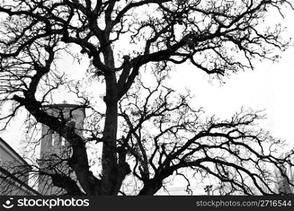 Church obscured by oak tree branches silhouette. Black and white.