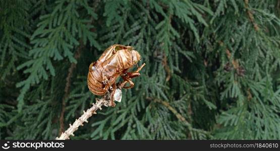 Cicada bug exoskeleton molt as an insect molting an outer shell as cicadas becoming an adult with a blurred tree background as the biology science of Entomology.